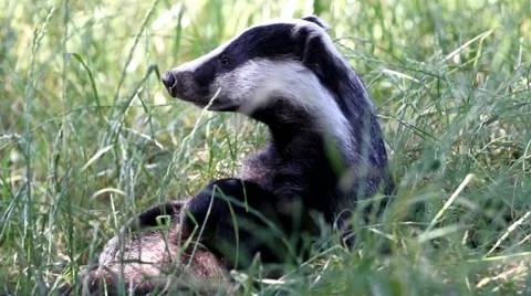 Badger In Long Grass Sitting Back Stock Footage 52103278