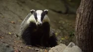 Badger Looking For Food In The Forest Stock Footage