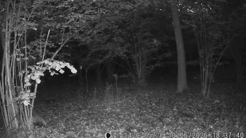 Badger in the lower left corner of the frame, forest, hazel grove. Stock Footage 337195527