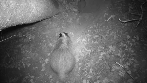 Badger Meles meles  in autumn, digs path to den Stock Footage 293910296