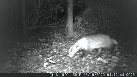 Badger (Meles meles) caught on trail cam finding and eating worm Stock Footage 143407847