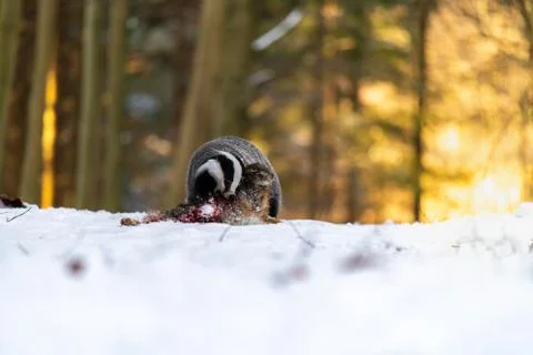Badger (Meles meles) eats a hare in the forest Stock Photos