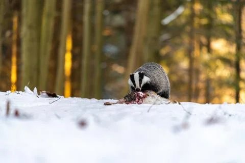 Badger (Meles meles) eats a hare in the forest Stock Photos