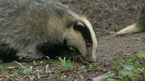 Badger Meles Meles 動画素材 55769455