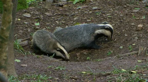 Badger Meles Meles Stock Footage 55773181