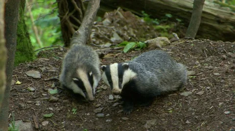Badger Meles Meles Stock Footage 55773494