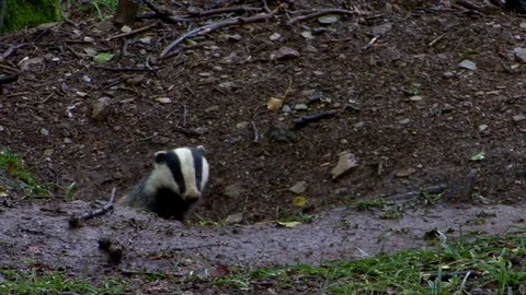 Badger Meles Meles Stock Footage 73923548