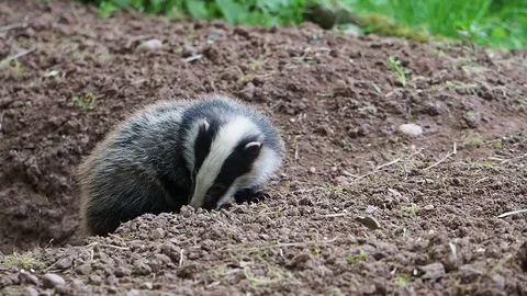 Badger, Meles meles Vidéo 98337071