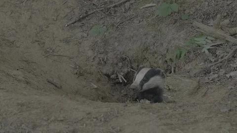 Badger (Meles meles) Stock Footage 125181008