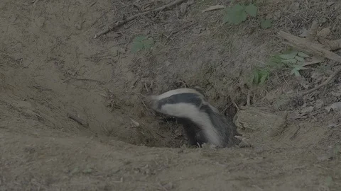 Badger (Meles meles) Stock Footage 125182068