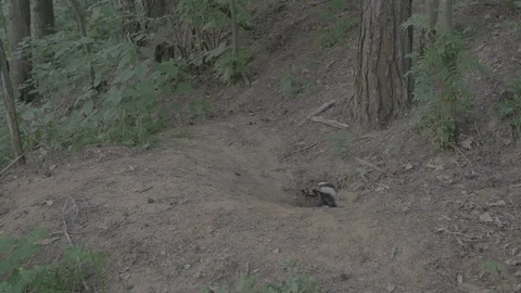 Badger (Meles meles) Stock Footage 125194109