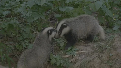 Badger (Meles meles) Stock Footage 125194262