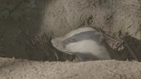 Badger (Meles meles) 스톡 동영상 125197085