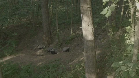Badger (Meles meles) Stock Footage 125198187