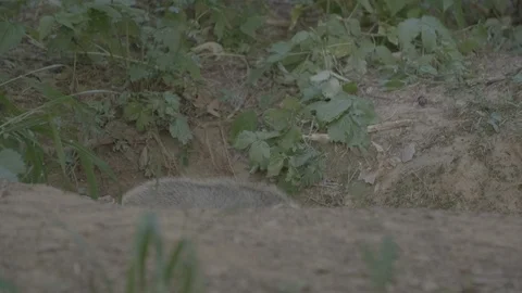 Badger (Meles meles) Stock Footage 125199070