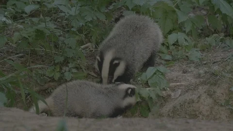 Badger (Meles meles) Stock-Footage 125201857