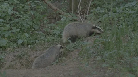 Badger (Meles meles) Stock Footage 125212625