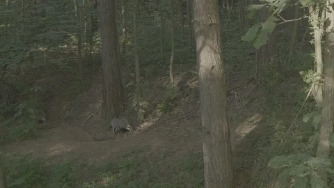 Badger (Meles meles) Stock Footage 125212917