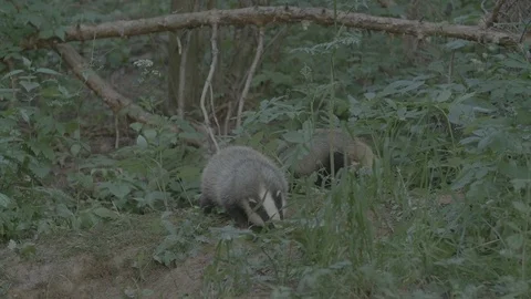 Badger (Meles meles) Stock Footage 125216107