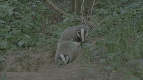Badger (Meles meles) Stock Footage 125216688