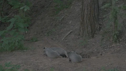 Badger (Meles meles) Stock Footage 125216896