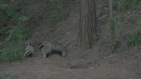 Badger (Meles meles) Stock Footage 125219563