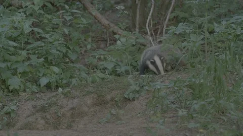 Badger (Meles meles) Stock Footage 125220287