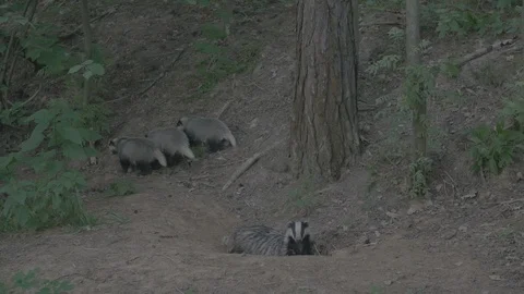 Badger (Meles meles) Stock Footage 125220413