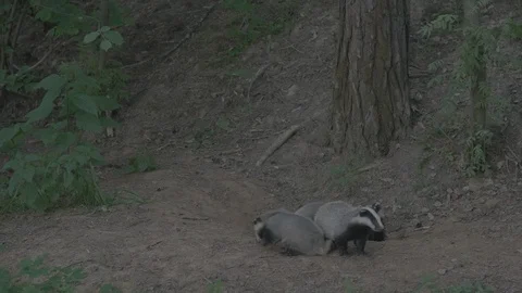 Badger (Meles meles) Stock Footage 125221209