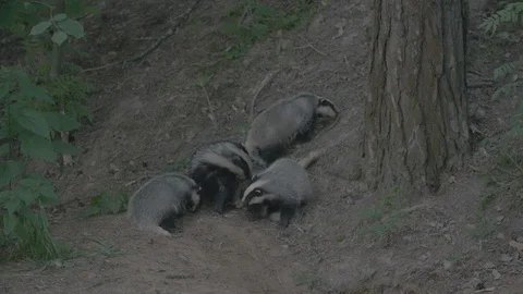 Badger (Meles meles) Stock Footage 125221329