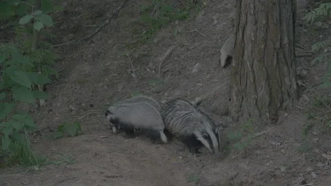 Badger (Meles meles) Stock Footage 125221869