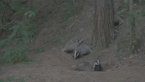 Badger (Meles meles) Stock Footage 125222167
