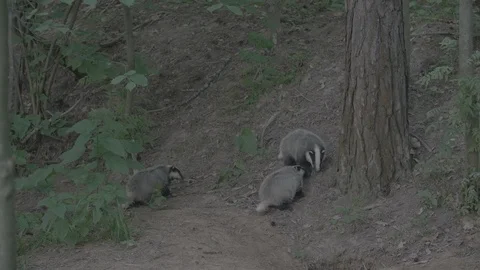 Badger (Meles meles) Stock Footage 125222848