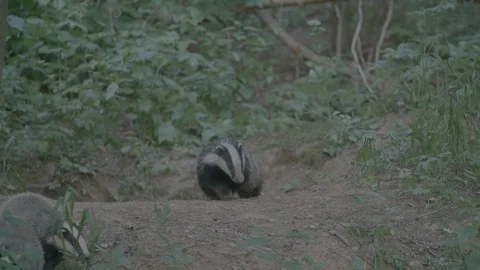 Badger (Meles meles) Stock Footage 125224174