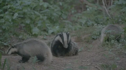 Badger (Meles meles) Stock Footage 125226447