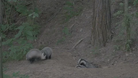 Badger (Meles meles) Stock Footage 125226517