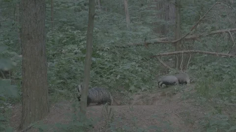 Badger (Meles meles) Stock Footage 125229804