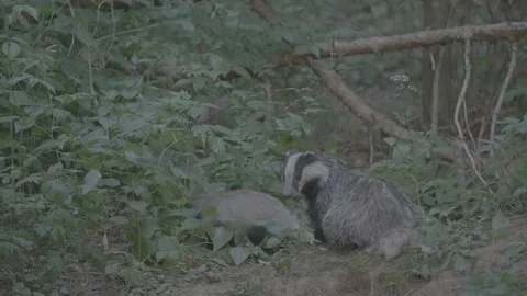 Badger (Meles meles) Stock Footage 125229812