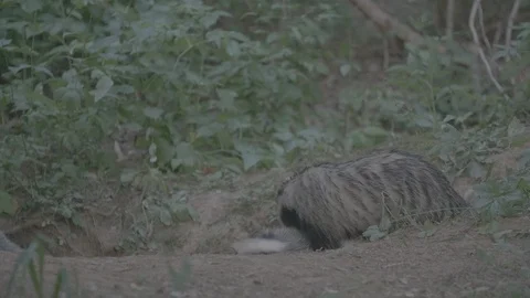 Badger (Meles meles) Stock Footage 125230575