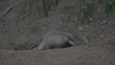 Badger (Meles meles) Video stock 125231892