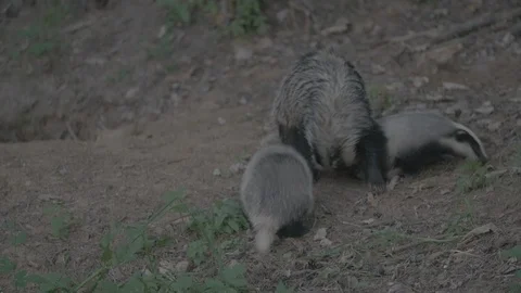 Badger (Meles meles) 스톡 동영상 125233112