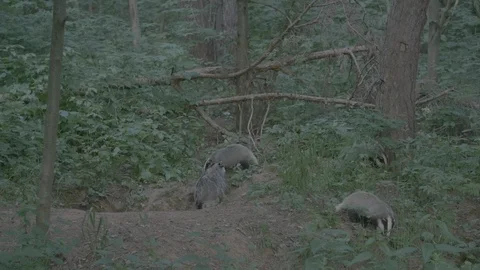 Badger (Meles meles) Stock Footage 125234175