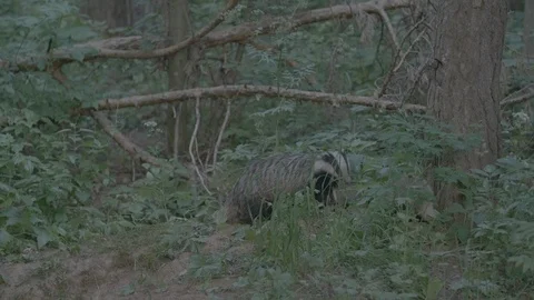 Badger (Meles meles) Stock Footage 125238161