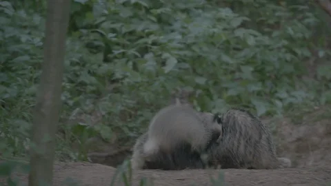 Badger (Meles meles) Stock Footage 125239944