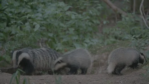 Badger (Meles meles) Video stock 125240554
