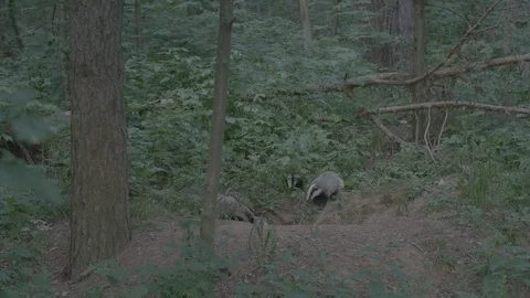 Badger (Meles meles) Stock Footage 125240659