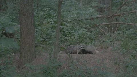 Badger (Meles meles) Stock Footage 125240667