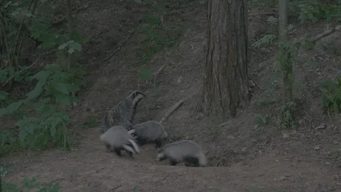 Badger (Meles meles) Stock Footage 125244828