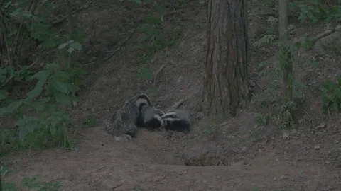 Badger (Meles meles) Stock Footage 125245787