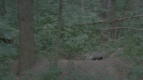 Badger (Meles meles) Stock Footage 125252739